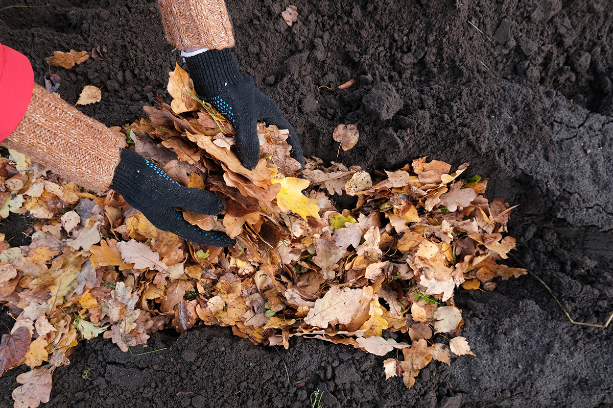 Des feuilles mortes sont ajoutées dans un compost pour équilibrer les apports.