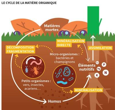 Schéma expliquant la décomposition des matières organiques et la formation de l’humus dans le sol.